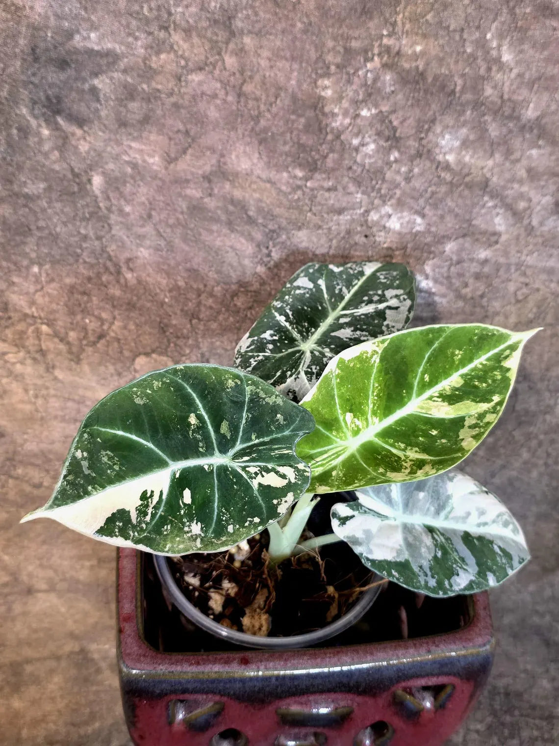 Alocasia Reginula Black Velvet Pink Variegated - Jewel Alocasia - (July-13-28-ER)