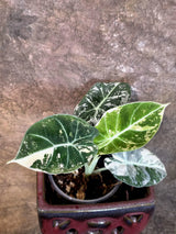 Alocasia Reginula Black Velvet Pink Variegated - Jewel Alocasia - (July-13-28-ER)