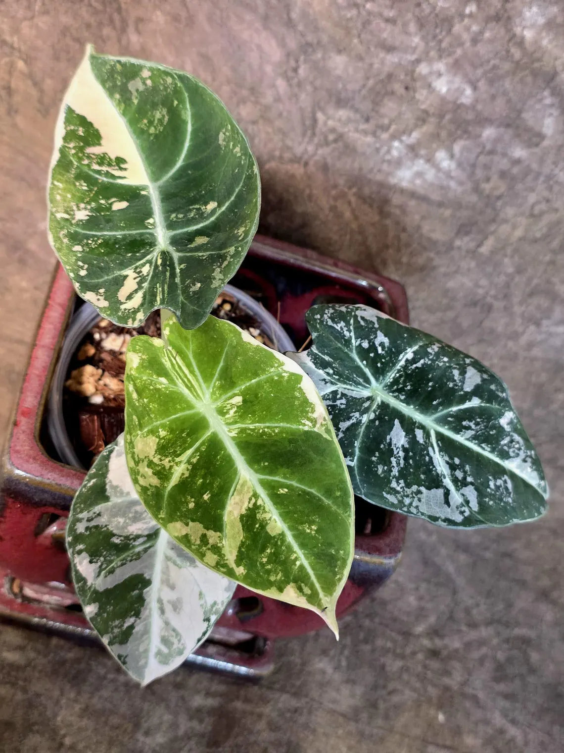 Alocasia Reginula Black Velvet Pink Variegated - Jewel Alocasia - (July-13-28-ER)