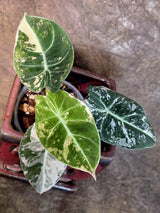 Alocasia Reginula Black Velvet Pink Variegated - Jewel Alocasia - (July-13-28-ER)