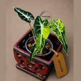 Alocasia Bambino Aurea Variegated - Exact Plant -(July-13-29)