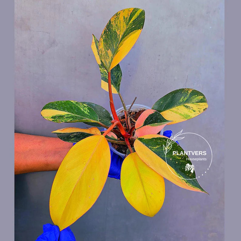 Philodendron Yellow Congo Variegated - EXACT Plant - (June-22-50)