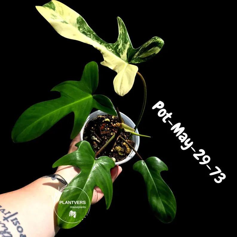 Variegated Philodendron Florida Beauty Live Plant - Rare Philodendron EXACT Plant