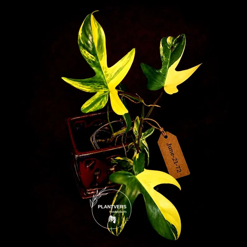 Variegated Philodendron Florida Beauty Live Plant - Rare Philodendron EXACT Plant