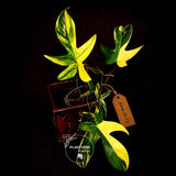 Variegated Philodendron Florida Beauty Live Plant - Rare Philodendron EXACT Plant