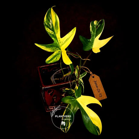 Variegated Philodendron Florida Beauty Live Plant - Rare Philodendron EXACT Plant