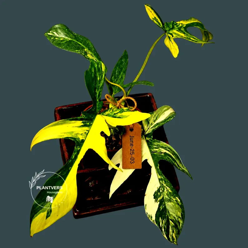 Variegated Philodendron Florida Beauty Live Plant - Rare Philodendron EXACT Plant