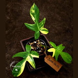Variegated Philodendron Florida Beauty Live Plant - Rare Philodendron EXACT Plant