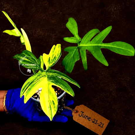 Variegated Philodendron Florida Beauty Live Plant - Rare Philodendron EXACT Plant