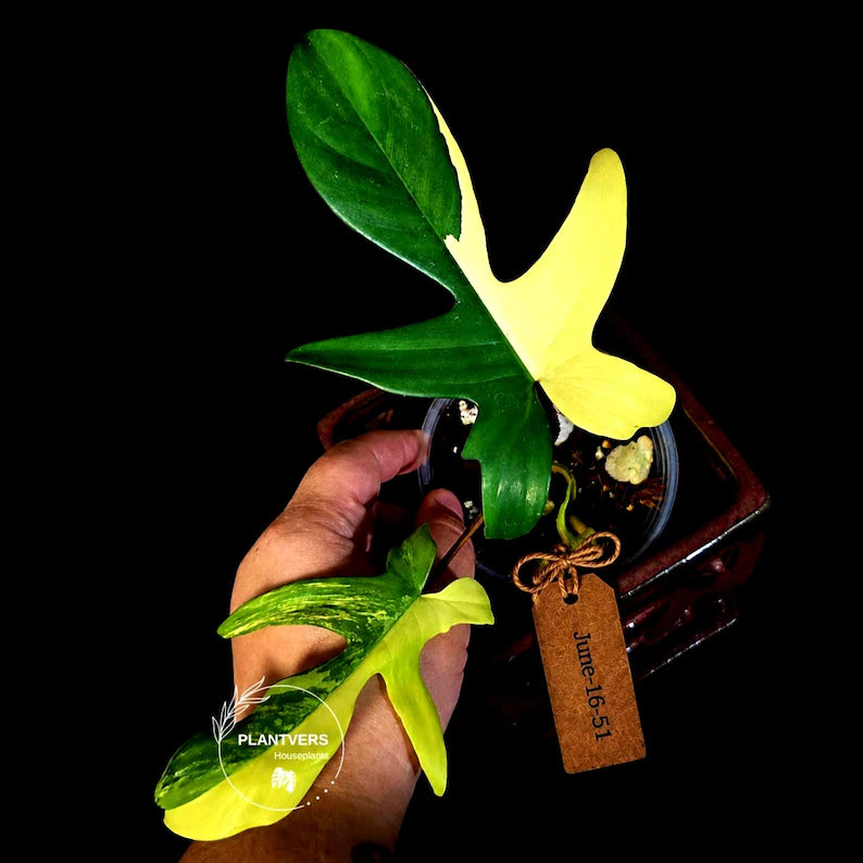 Variegated Philodendron Florida Beauty Live Plant - Rare Philodendron EXACT Plant