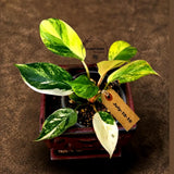 Philodendron Yellow Congo Variegated - EXACT Plant - US Seller (July-10-16)