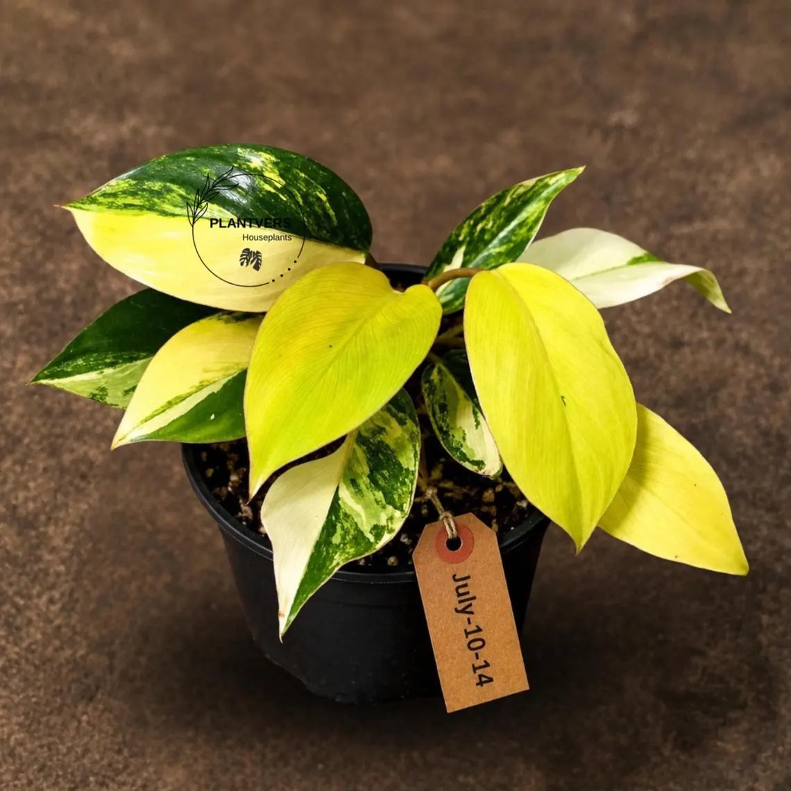 Philodendron Yellow Congo Variegated - EXACT Plant - US Seller (July-10-14)