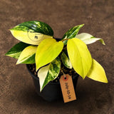 Philodendron Yellow Congo Variegated - EXACT Plant - US Seller (July-10-14)