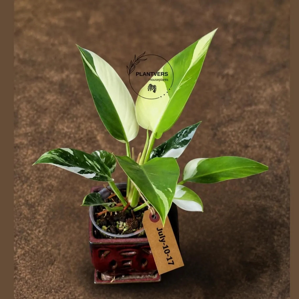 Variegated Philodendron Green Congo Original - (July-10-17)