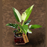 Variegated Philodendron Green Congo Original - (July-10-17)