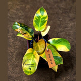 Variegated Black Cardinal Philodendron – Rare Collector Plant July-10-18)