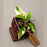 Philodendron Yellow Congo Variegated - EXACT Plant - US Seller (July-10-19)
