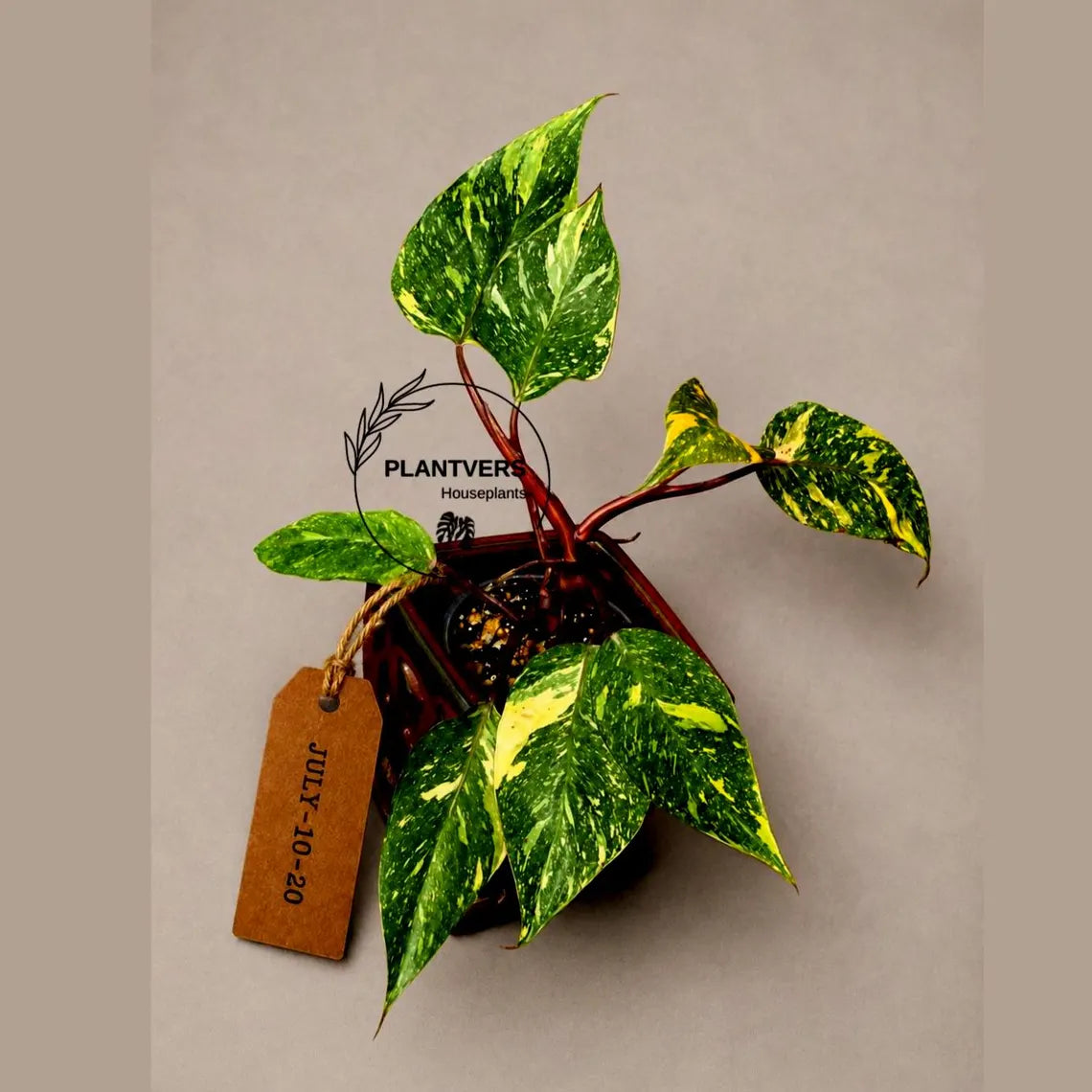 Philodendron Orange Princess - Rare Collector Plant (July-10-20)