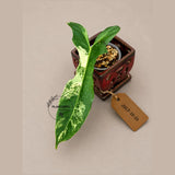 Variegated Philodendron Brown Beauty Florida Beauty x Black Billietiae - (July-10-33)