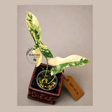Variegated Philodendron Brown Beauty Florida Beauty x Black Billietiae - (July-10-36)