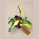 Variegated Philodendron Brown Beauty Florida Beauty x Black Billietiae - (July-10-37)