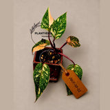Philodendron Orange Princess - Rare Collector Plant (July-10-22)