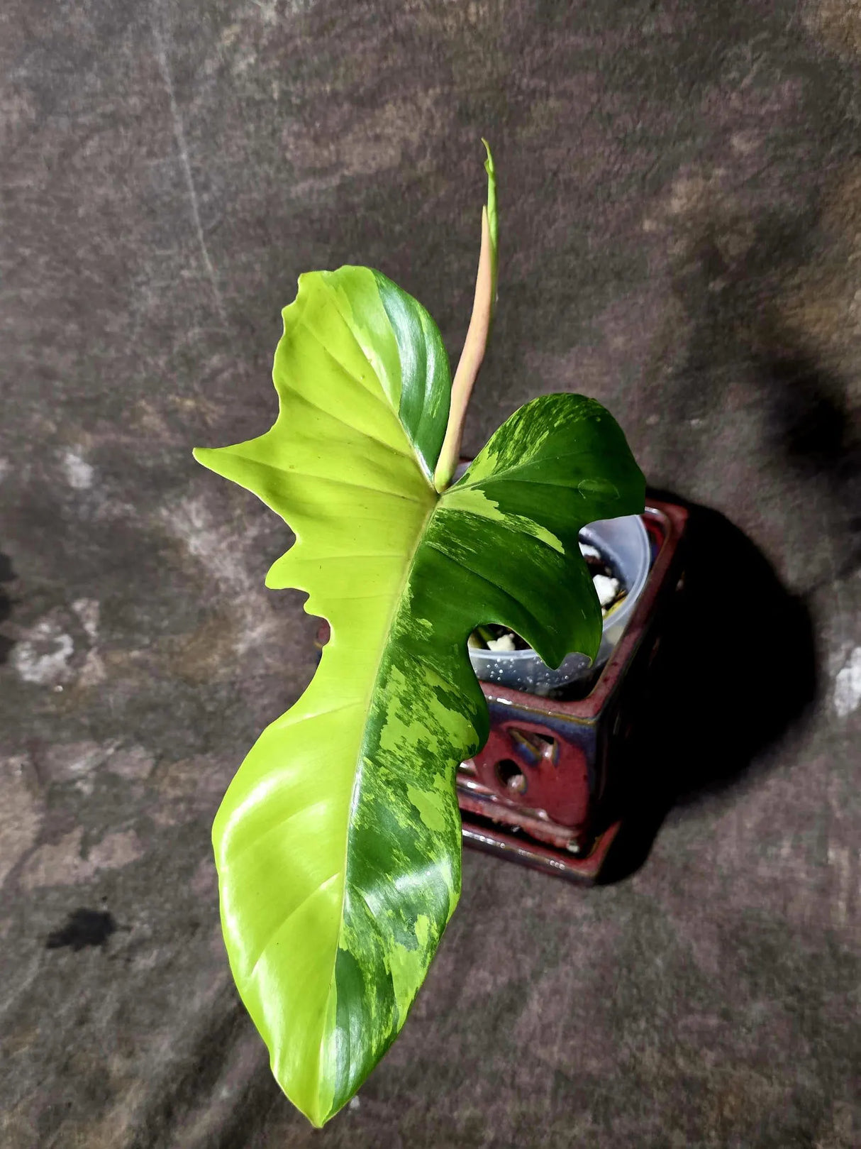 Variegated Philodendron Florida Beauty x Mayoi - (June-5-80)