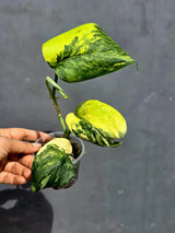 Scindapsus Jade Satin Variegated - Yellow Variegation - (June-22-08)