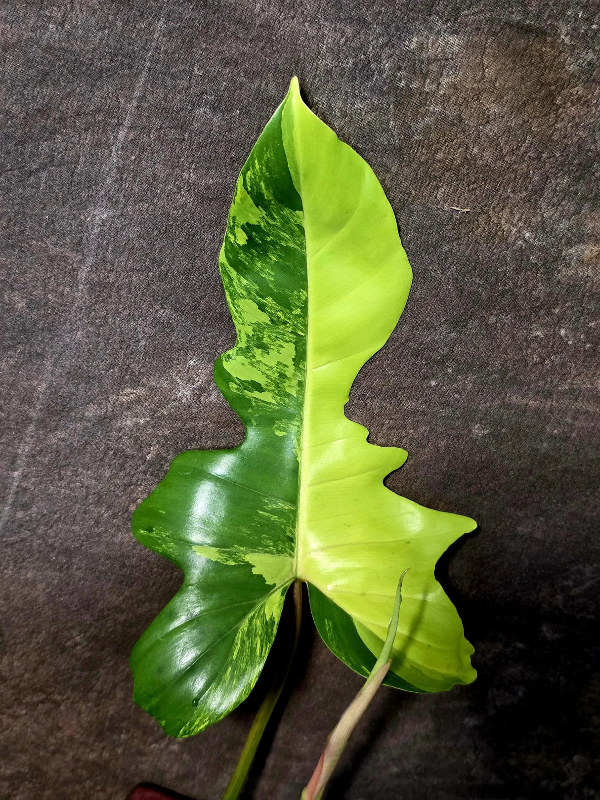 Variegated Philodendron Florida Beauty x Mayoi - (June-5-80)