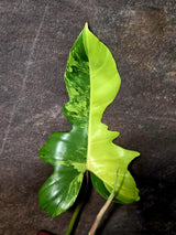 Variegated Philodendron Florida Beauty x Mayoi - (June-5-80)
