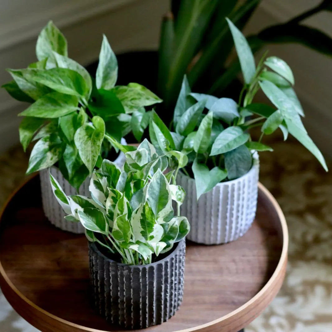 cebu pothos Pack of 3 for Cebu Blue, Marble Pothos and N'Joy Pothos in a 4" Nursery Pots