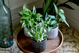 Pack of 3 for Cebu Blue, Marble Pothos and N'Joy Pothos in a 4" Nursery Pots