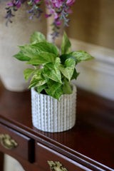 Pack of 3 for Cebu Blue, Marble Pothos and N'Joy Pothos in a 4" Nursery Pots