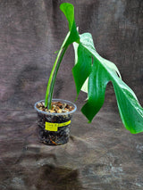 Variegated Monstera Albo - White Albo Borsigiana (Aug-25-32)