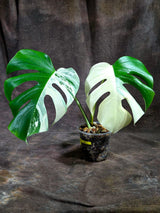 Variegated Monstera Albo - White Albo Borsigiana (Aug-25-32)