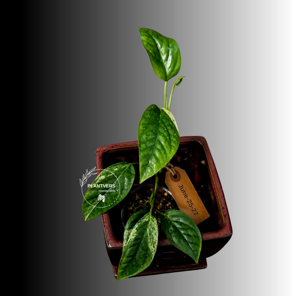 Epipremnum Pinnatum Albo Variegated - Climbing Aroid - (June-25-27)