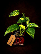 Rare Variegated Golden Flame Epipremnum Pinnatum - (June-21-58)