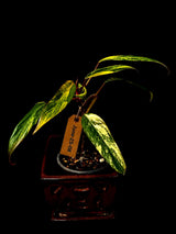 Variegated Philodendron Strawberry Shake Live Plant - (June-25-08)