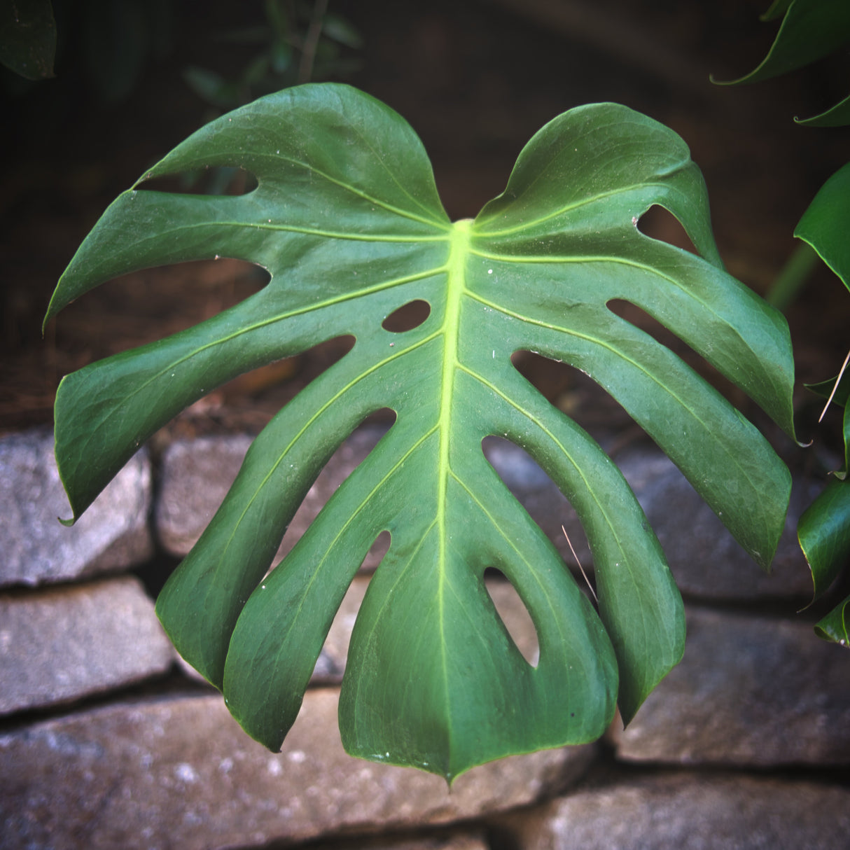 Monstera Deliciousa in a 6" Pot