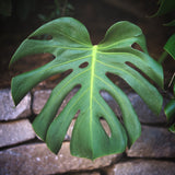 Monstera Deliciousa in a 6" Pot