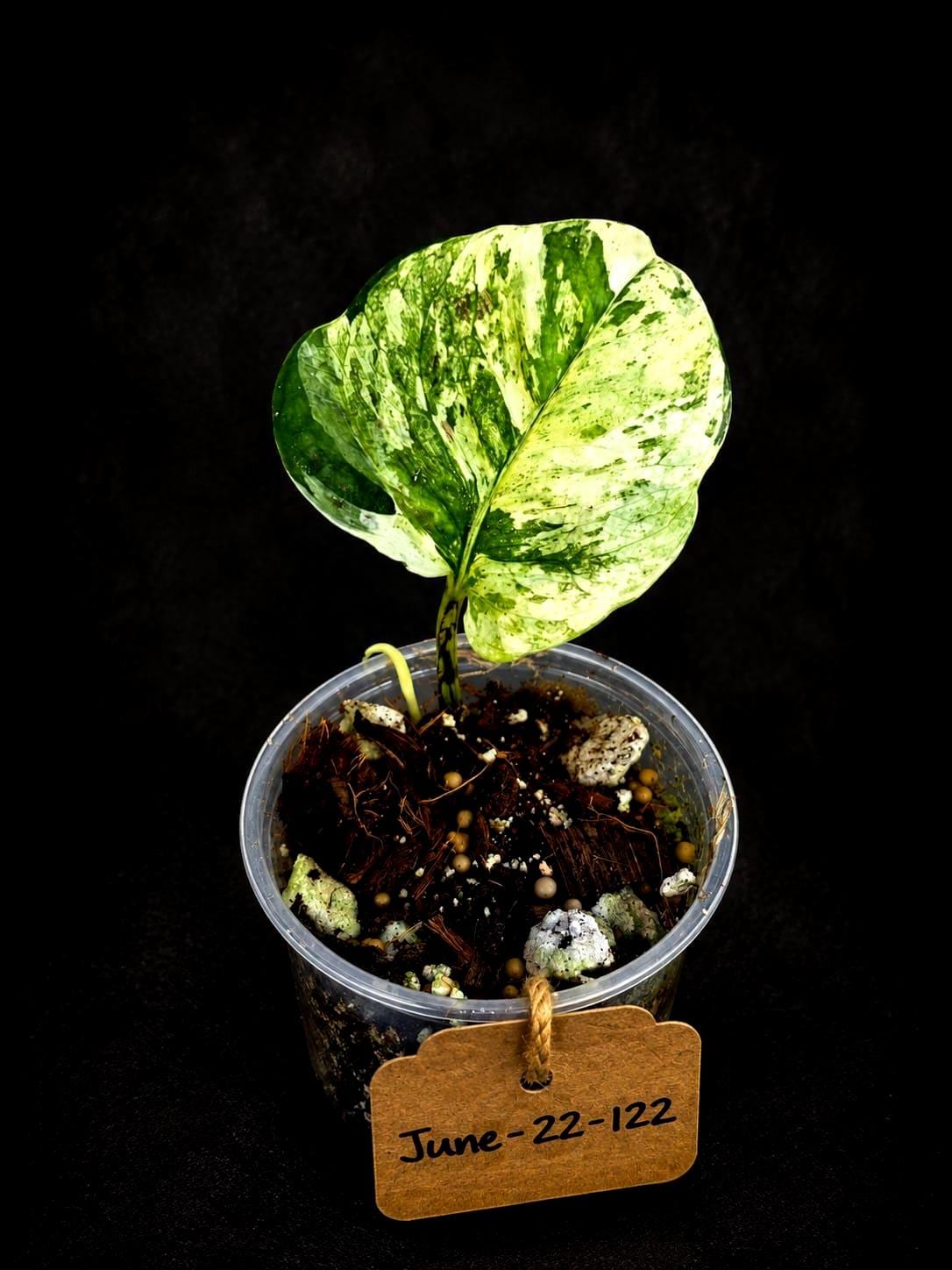 Epipremnum Global Japan - EXACT Japanese Global Pothos - (June-22-122)