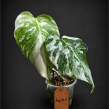 Variegated Monstera Albo - White Monstera Baby Leaf Plant (Aug-19-7)