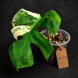 Monstera Borsigiana Aurea Variegated (Aug-25-29)