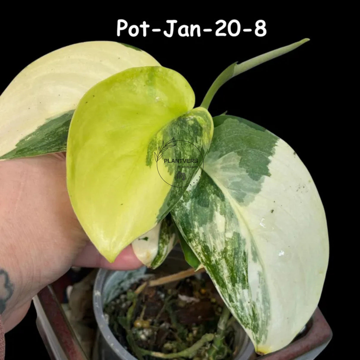 Variegated Scindapsus Jade Satin - Rare Aroid Houseplant with Velvet Leaves - Collector's Indoor Plant - Exact SAME Plant - US Seller