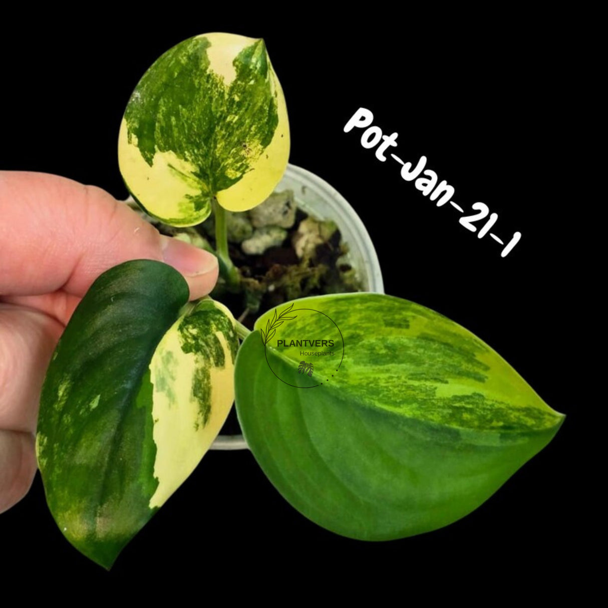 Variegated Scindapsus Jade Satin - Rare Aroid Houseplant with Velvet Leaves - Collector's Indoor Plant - Exact SAME Plant - US Seller