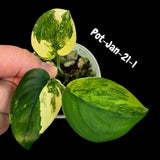 Variegated Scindapsus Jade Satin - Rare Aroid Houseplant with Velvet Leaves - Collector's Indoor Plant - Exact SAME Plant - US Seller