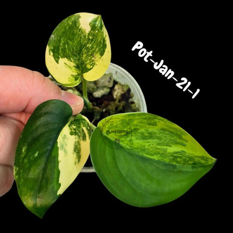 Variegated Scindapsus Jade Satin - Rare Aroid Houseplant with Velvet Leaves - Collector's Indoor Plant - Exact SAME Plant - US Seller