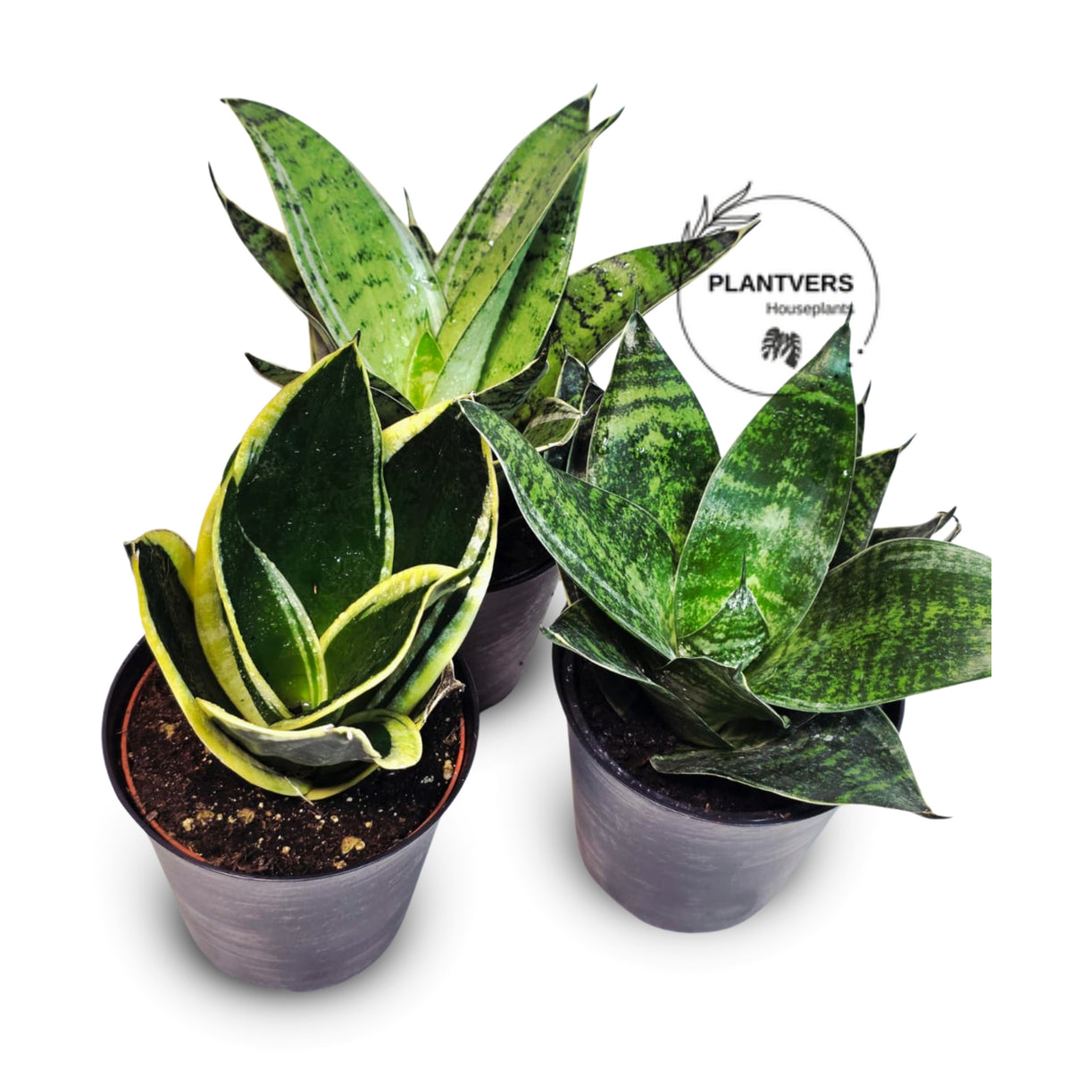 4 Inch Assorted-Snake Plant