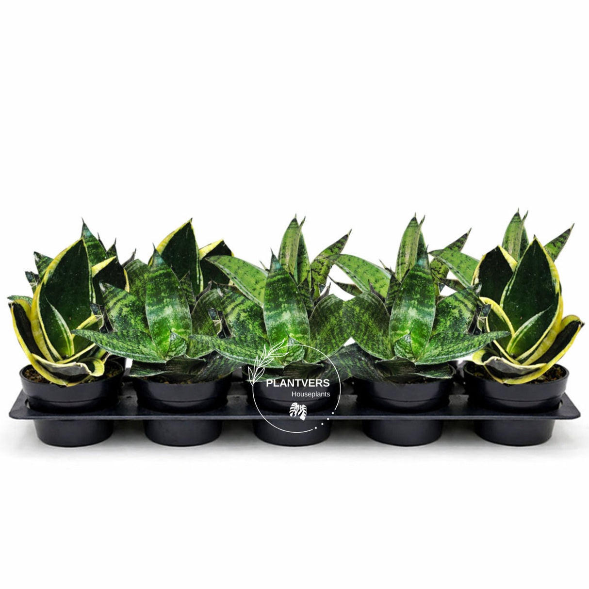 4 Inch Assorted-Snake Plant