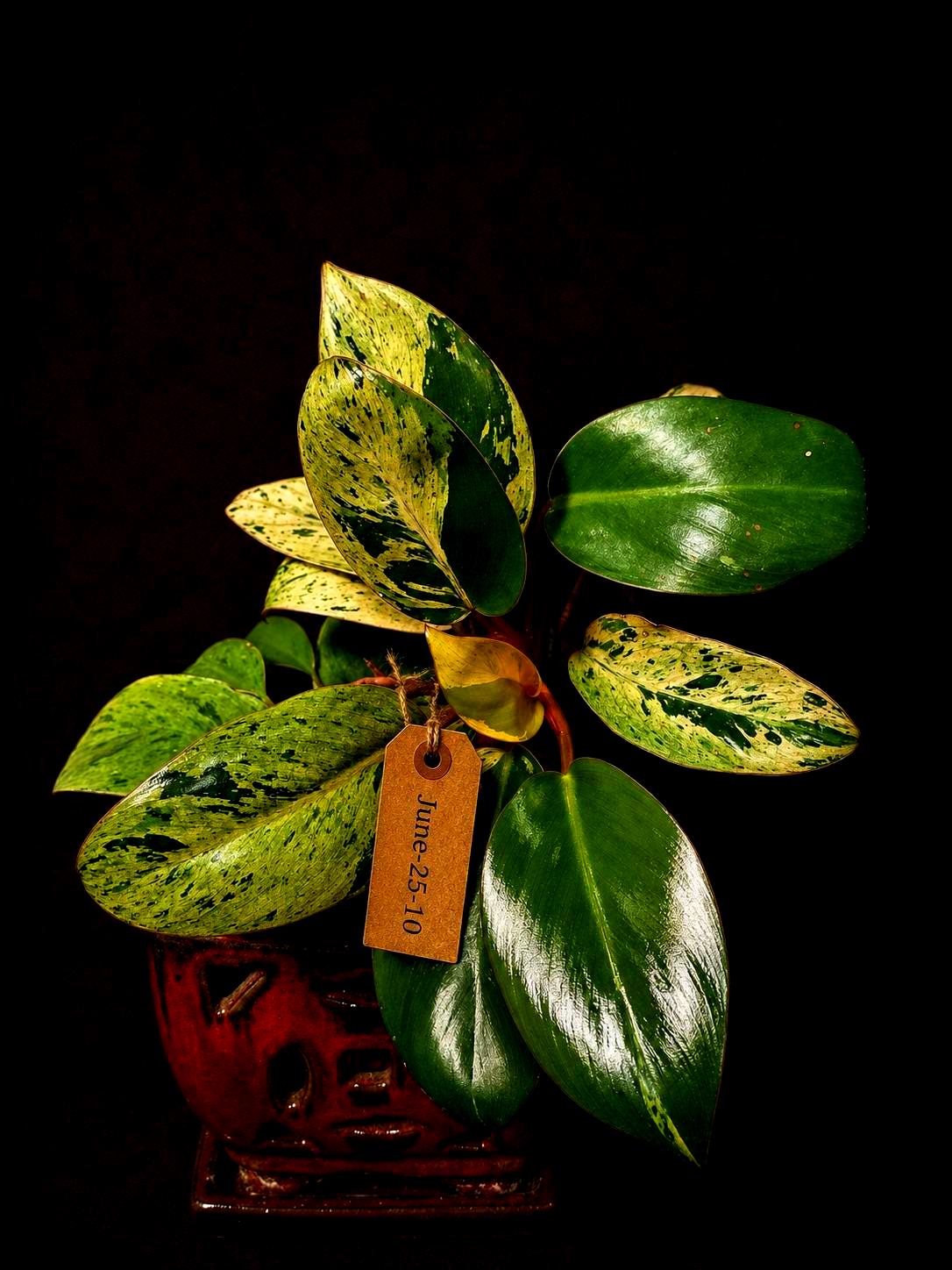 Philodendron Red Congo - Dwarf Red Congo Indoor Outdoor Gardening Plants (June-25-10)